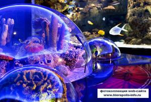 Аквариум Флория в Стамбуле — подводное царство в городе
