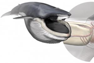 Места на земле, где можно увидеть китов Киты дышат кислородом